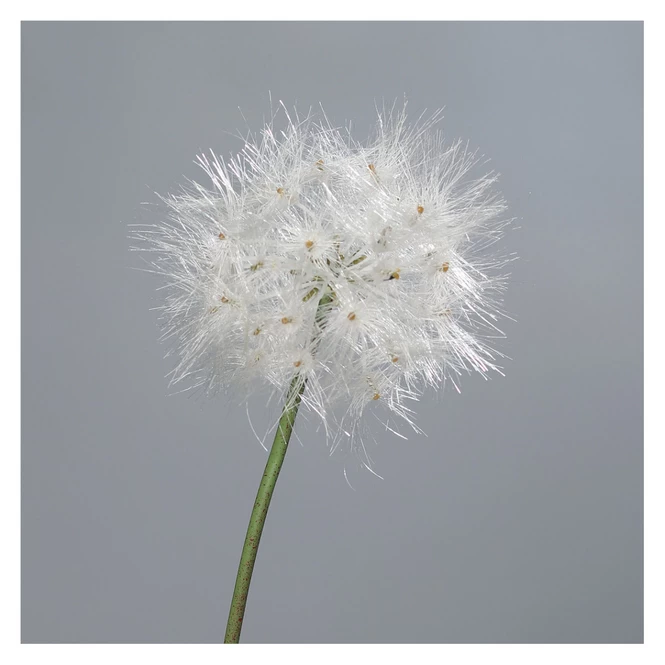 Pusteblume - Ca. 80 Cm - Weiß