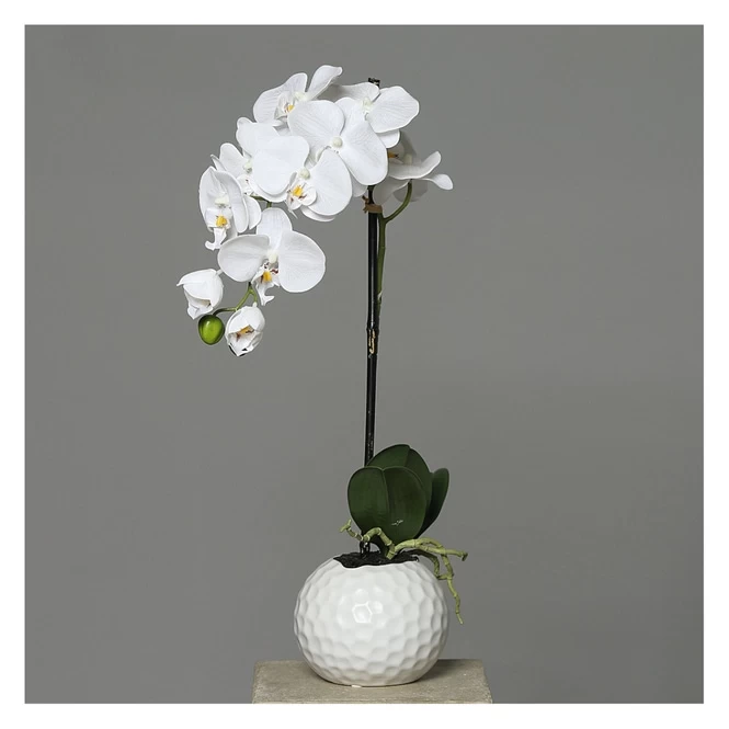 Orchidee In Topf - Ca. 46 Cm - Weiß