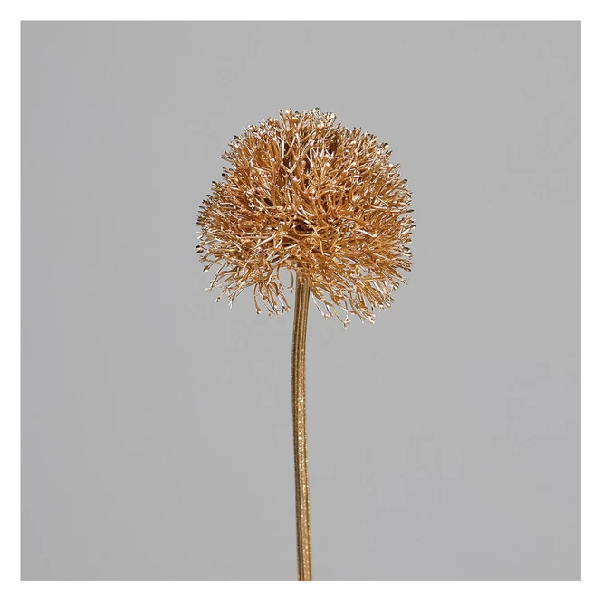 Allium - Ca. 69 Cm - Gold